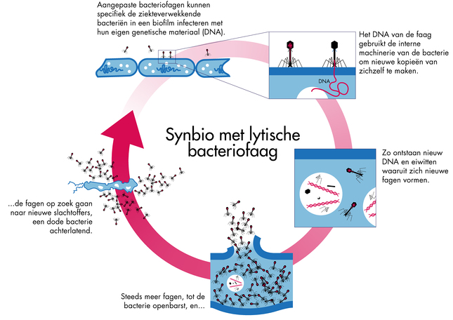 bacteriofaag mechanisme